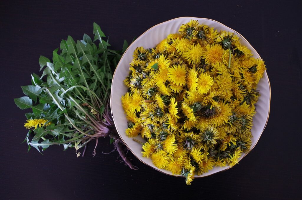 dandelion salad