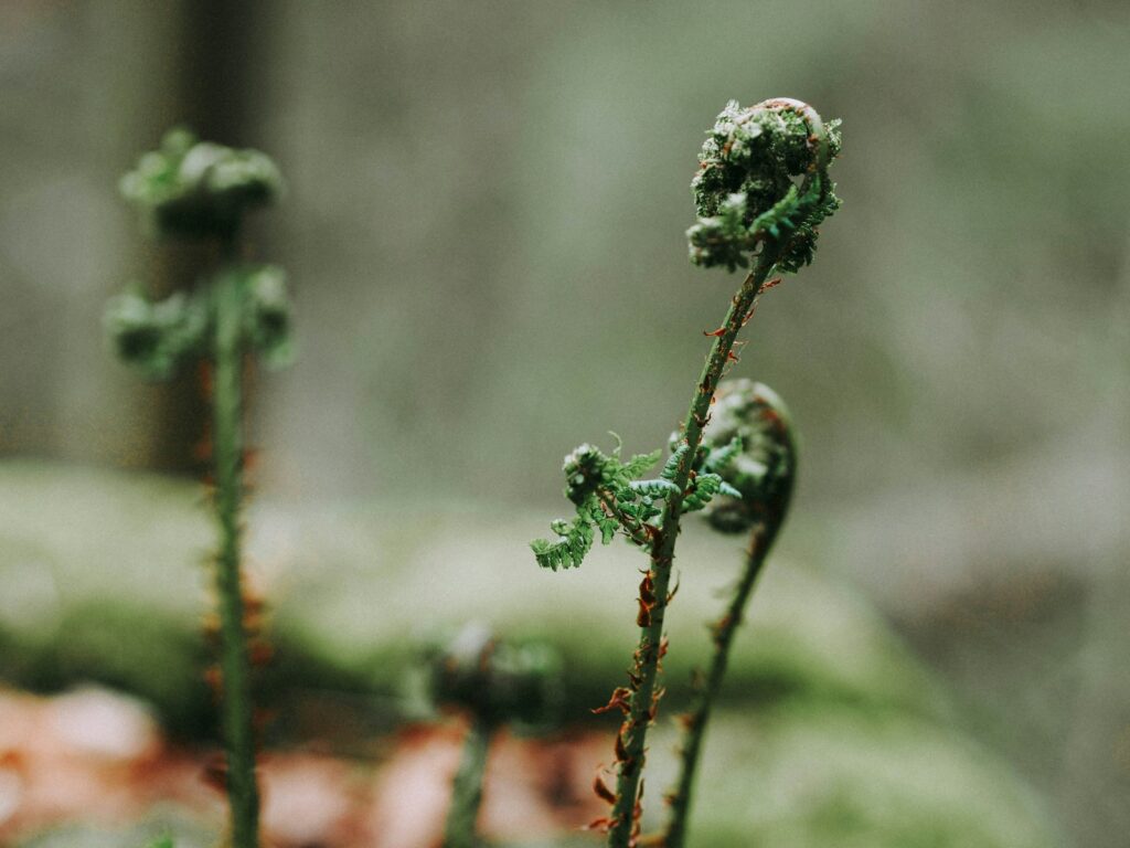 Fiddleheads (Matteuccia struthiopteris)