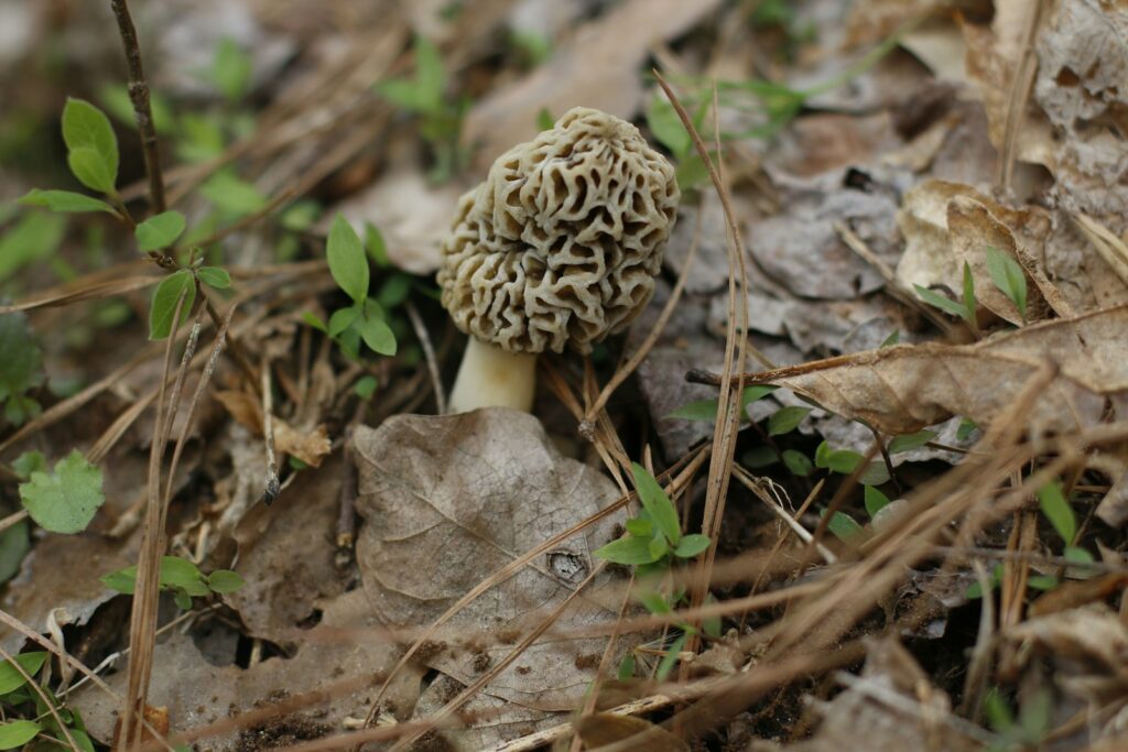 Morel