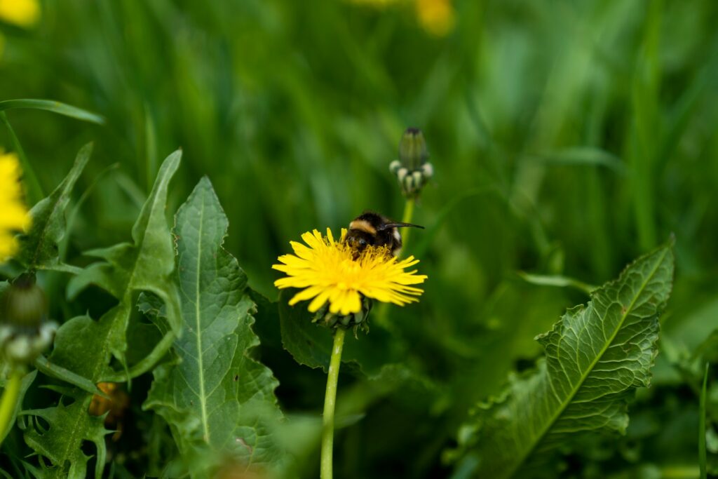 Dandelion (Taraxacum officinale)